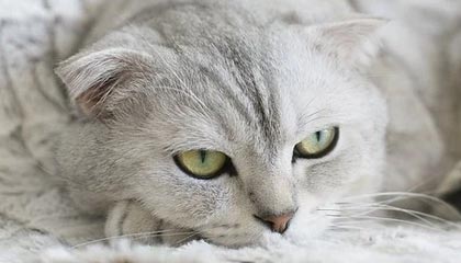 星空体育-【男篮世界杯前瞻D组】埃及阔别29年参赛要当黑马？